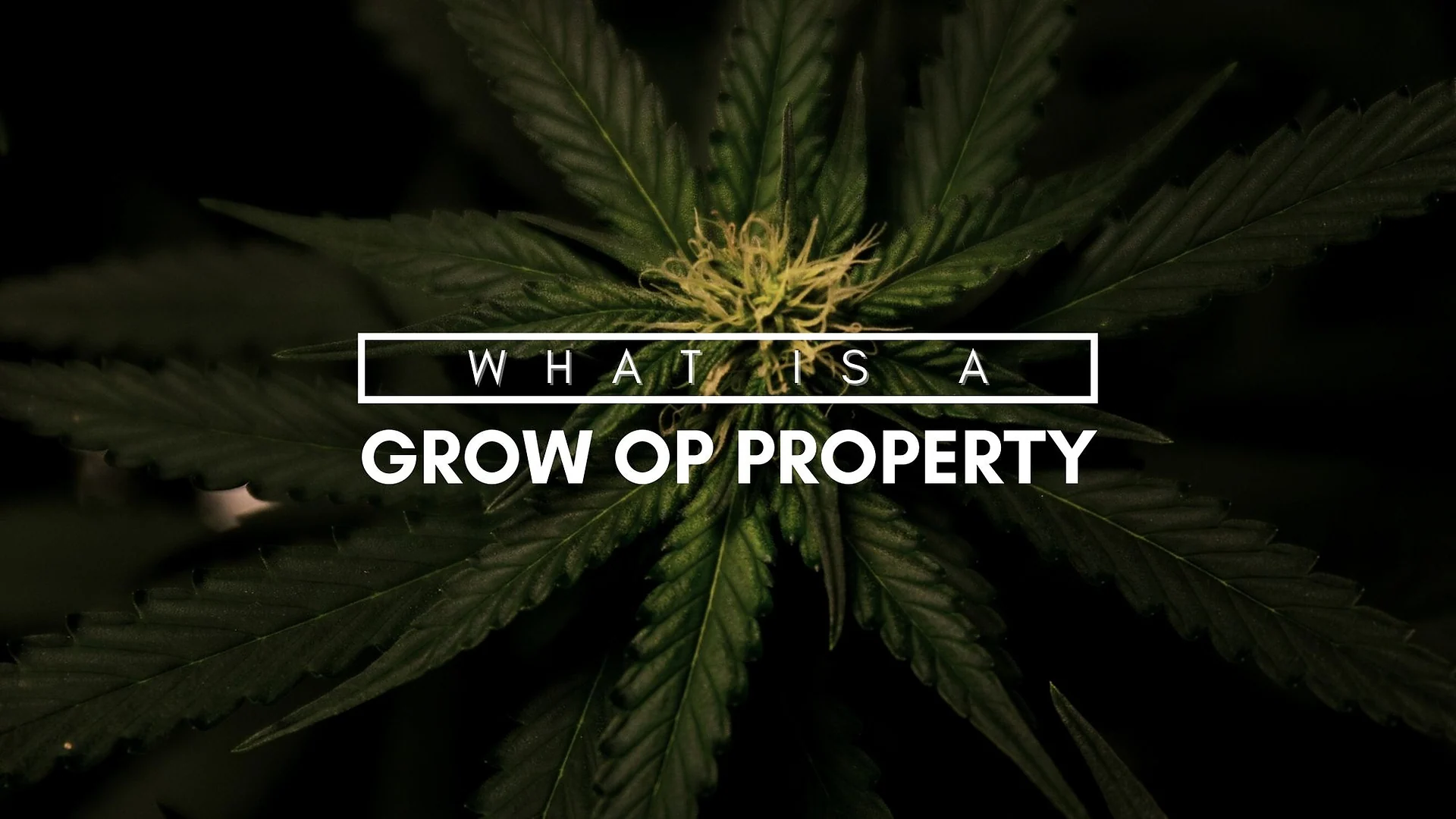 Cover graphic for “WHAT IS A GROW OP PROPERTY”